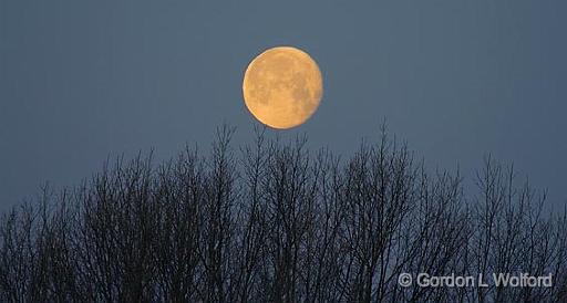 Moon Over A Bare Tree_47465.jpg - Photographed at Lebanon, Ohio, USA.